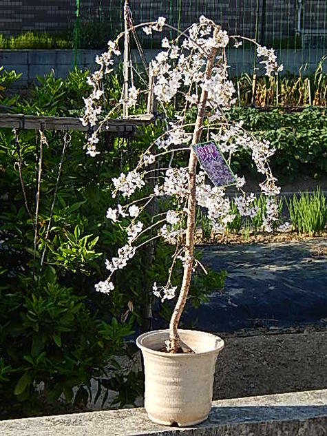 楽天市場】富士しだれ桜鉢植え2026年4月中頃頃開花【しだれ富士桜盆栽