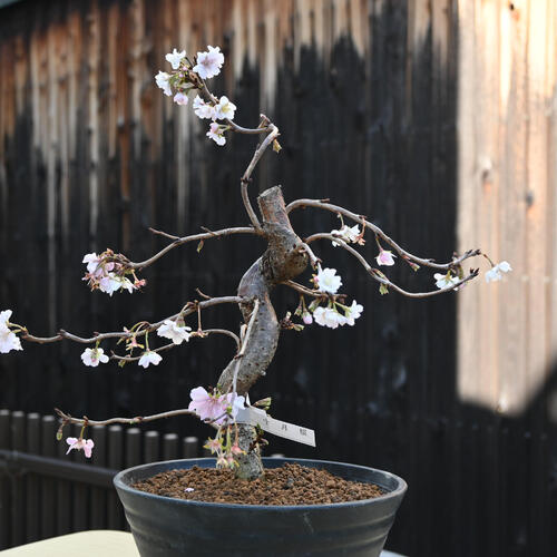 楽天市場】撮影2024年12月 冬に咲く桜 十月桜 プラ鉢入り一年に二度桜