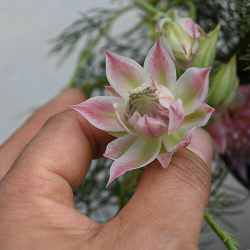 楽天市場】セルリア苗セルリアブラッシングブライド ホワイト苗