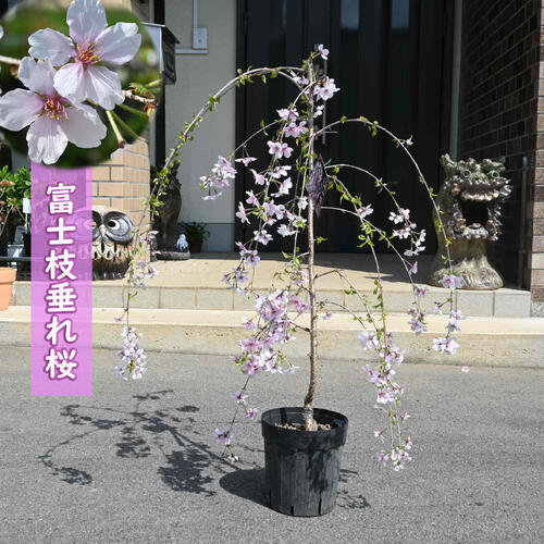楽天市場】2026年4月中頃に開花のさくら富士枝垂れ桜富士しだれ桜苗