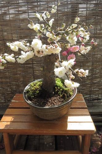 楽天市場】咲き分け梅盆栽2026年2月頃から3月に開花 【思いのまま梅