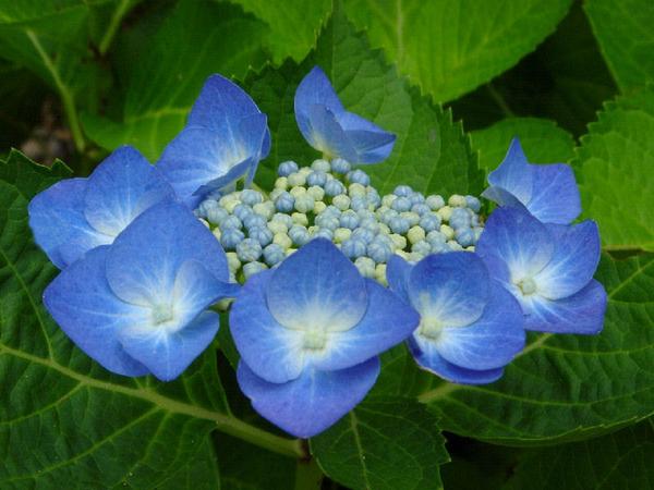 楽天市場】しつかりとした大きいサイズ2024年5月開花紫陽花アジサイ