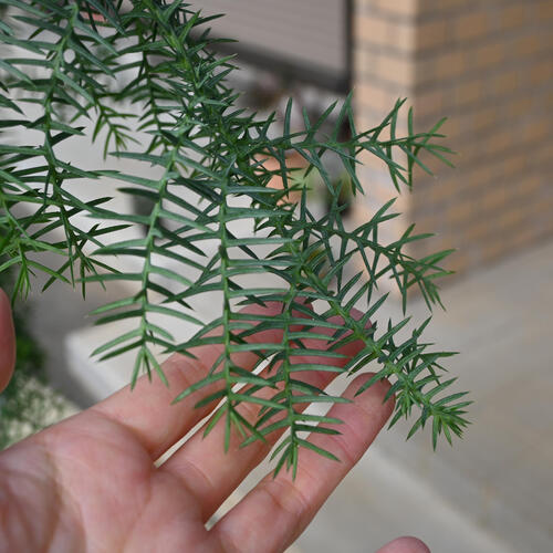 楽天市場】現品をお届けします。2024年12月5日撮影現品B アロカリア