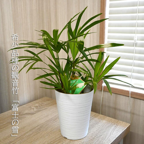 楽天市場】2026年自宅用のプレゼントにもいいです【和の観葉植物