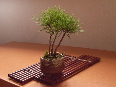 楽天市場】盆栽：黒松寄せ植え 【盆栽】【送料無料】 : 園芸百貨店