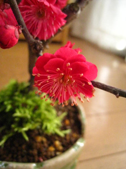 楽天市場】梅苗 梅苗木鹿児島紅梅苗 2026年3月開花予定苗 庭木用です