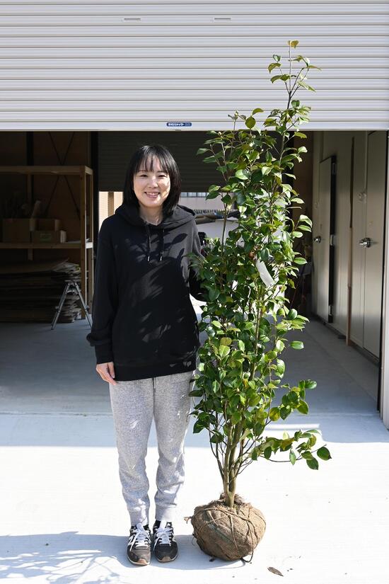 楽天市場】椿大苗2026年開花予定のツバキ苗大苗乙女椿 【植木花木庭木