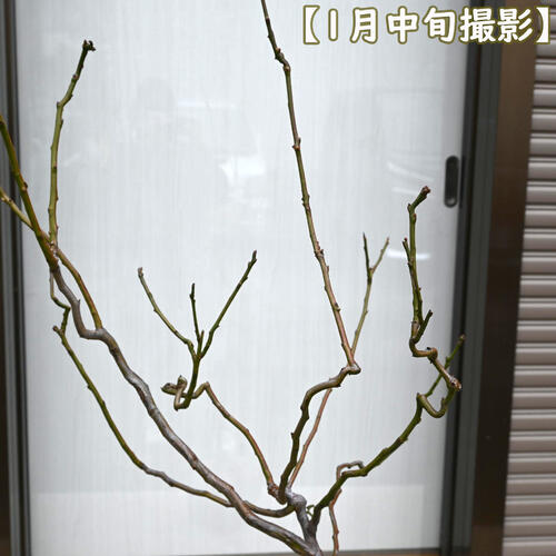 楽天市場】2025年 雲竜梅 寝巻き苗 梅苗 香篆梅 コウテンバイ 八重咲き