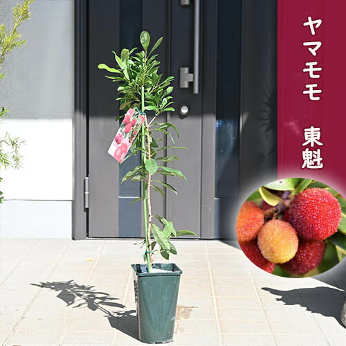楽天市場】ヤマモモ 東魁山桃 とうかい 苗木 雌木果実が大きい : 園芸