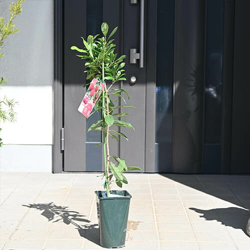 楽天市場】ヤマモモ 東魁山桃 とうかい 苗木 雌木果実が大きい : 園芸