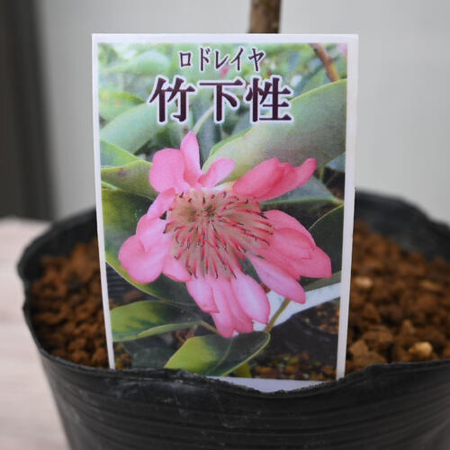 楽天市場】ロドレイヤ 鉢植え 竹下性 シャクナゲモドキ テラコッタ鉢