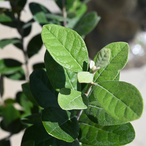 楽天市場】フェイジョア鉢植えフェイジョアアポロ 挿し木 しっかりと