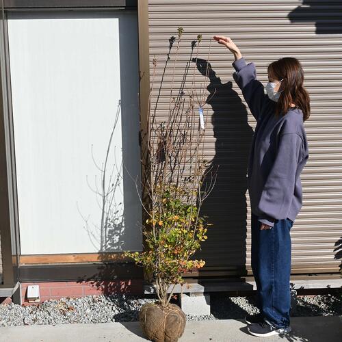 楽天市場】大きい紅ドウダンツツジ大きい苗 どっしりタイプ : 園芸