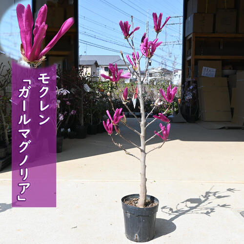 楽天市場】お買い物マラソン期間中楽天ポイント2倍2026年4月開花予定