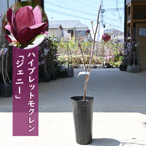 楽天市場】2024年4月上旬開花中 ハイブリッドモクレン 苗木 ジェニー