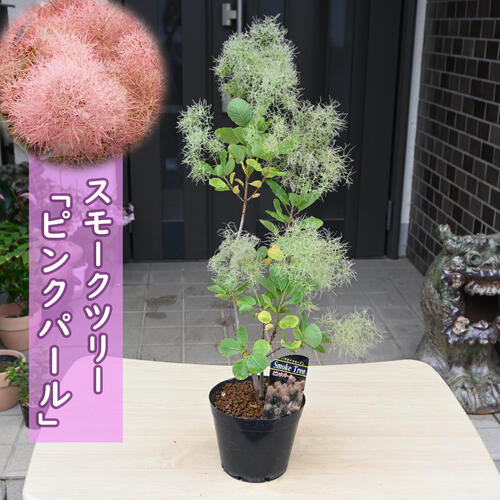 楽天市場】2026年開花見込み 高さ40～50センチ 6月中旬開花 スモーク