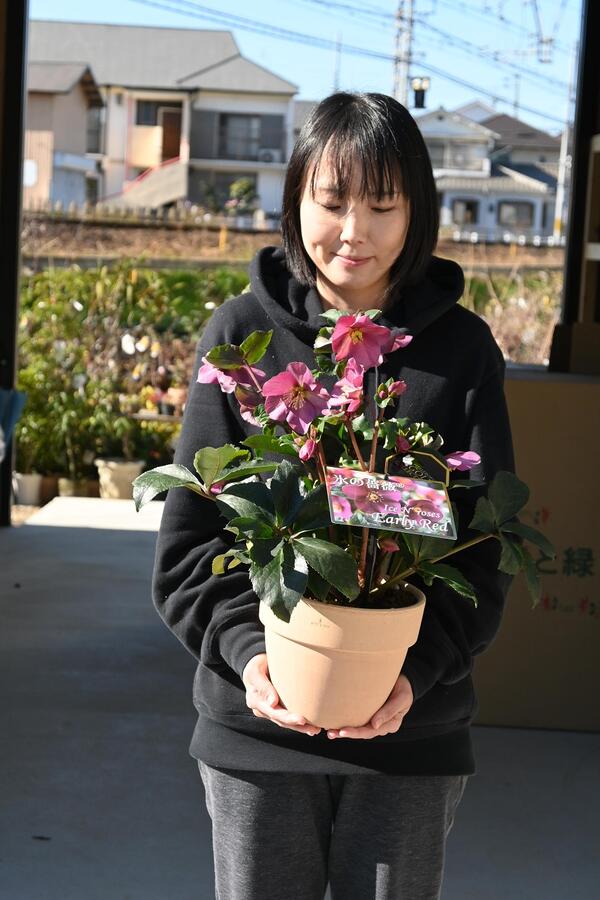 楽天市場】2026年クリスマスローズ1月〜2月開花ピンクニゲルクリスマス