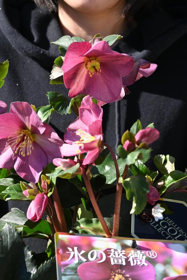 楽天市場】2026年クリスマスローズ1月〜2月開花ピンクニゲルクリスマス