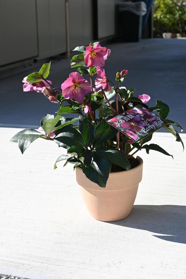 楽天市場】2026年クリスマスローズ1月〜2月開花ピンクニゲルクリスマス