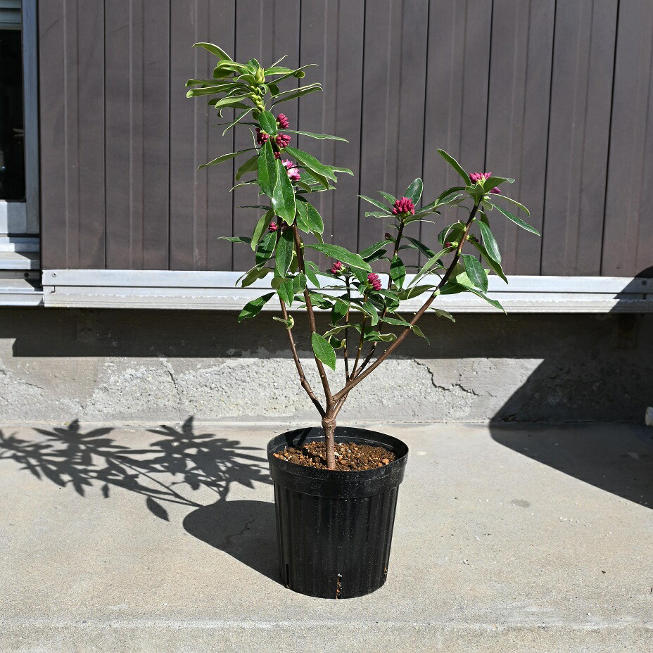 楽天市場】【2026年3月～4月 開花】沈丁花紅花 赤花ジンチョウゲ高さ50