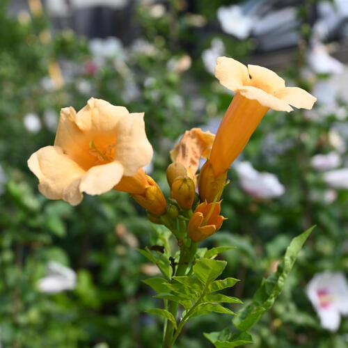 楽天市場】黄花ノウゼンカズラ苗2024年開花苗ノウゼンカズラ苗