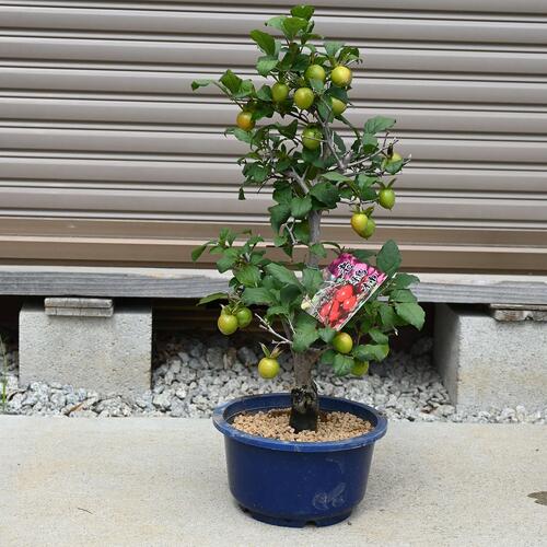 楽天市場】実付きの柿ろうやがき2026年NEW 柿 盆栽柿 鉢植え柿老爺柿