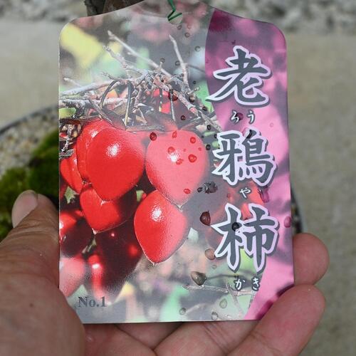 楽天市場】実付きの柿ろうやがき2026年NEW 柿 盆栽柿 鉢植え柿老爺柿