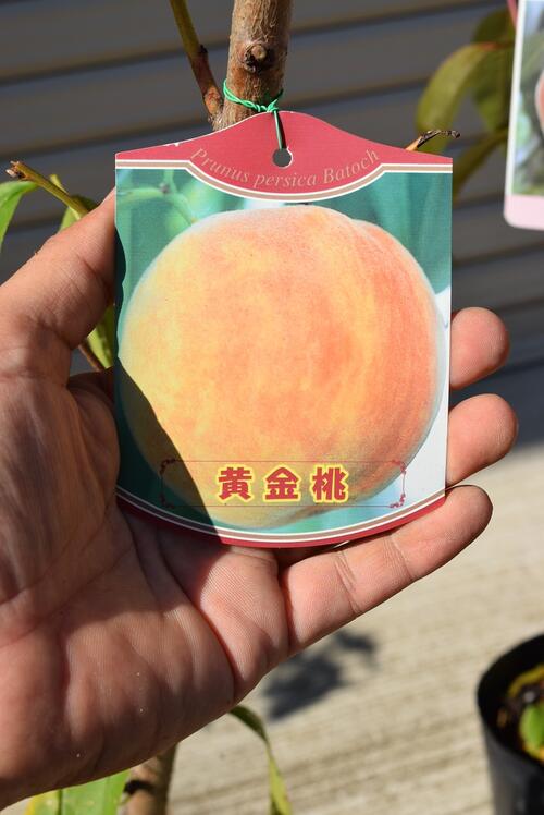 楽天市場】桃の木 【黄金桃苗】 【果樹】 果樹苗2年生接木苗桃：果樹苗