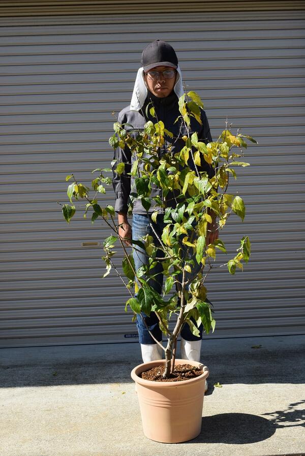 楽天市場】2026年1月から2月頃に開花花芽有り蝋梅満月ロウバイ鉢植え