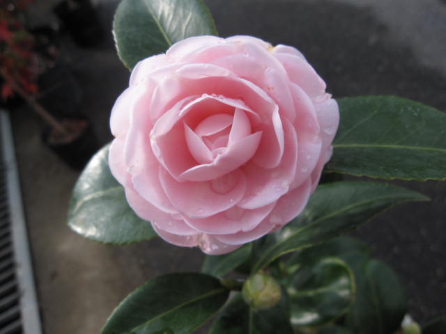 楽天市場】2026年3月～4月に開花おとめ椿【ツバキ】椿苗3種 乙女椿 紅