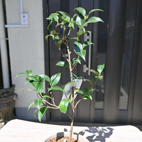 楽天市場】玉の浦椿 鉢植え 花鉢 玉之浦 ツバキ 椿 挿し木 : 園芸