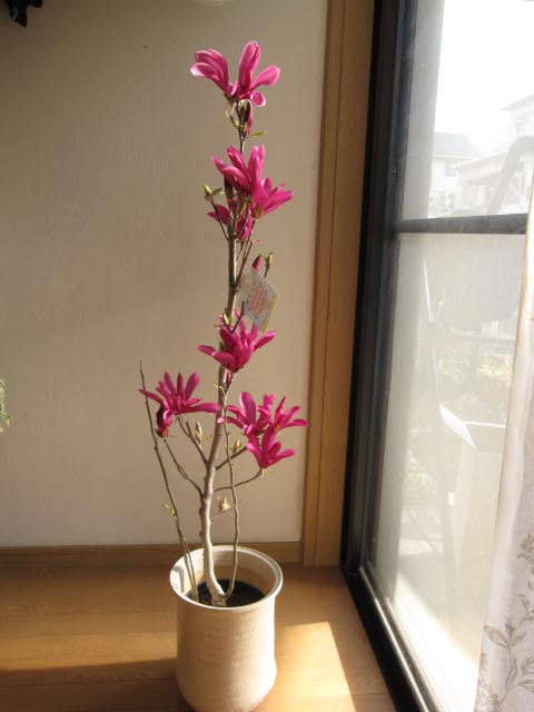 楽天市場】モクレン ガールマグノリア 鉢植え2026年開花予定 : 園芸