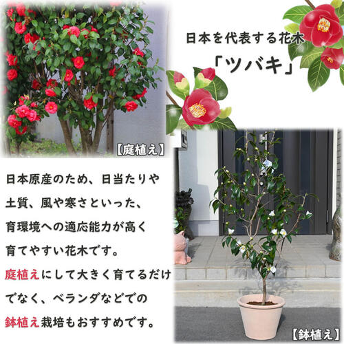 楽天市場】2026年3月～4月開花 椿 五色八重散 苗木 八重咲き 咲き分け