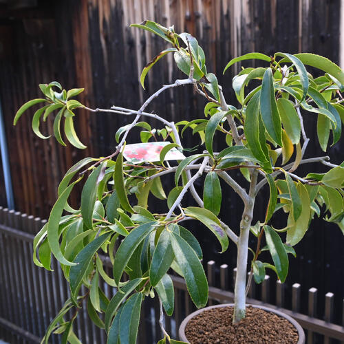 楽天市場】【現品】2025年3月～4月開花 椿 孔雀 鉢植え 枝垂れ性