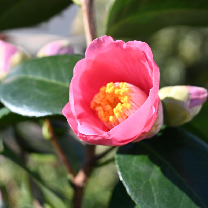 楽天市場】2026年2月～4月開花予定椿苗 藤衣 中輪 一重咲き 庭木