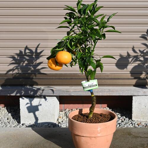 楽天市場】2026年みかんせとか希少みかん2026年お届けはみかんの実が