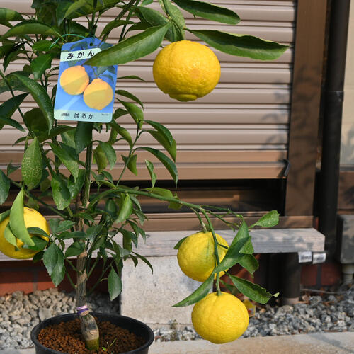 楽天市場】蜜柑のはるか みかん 希少みかんミカン 苗木 ビタミンCは