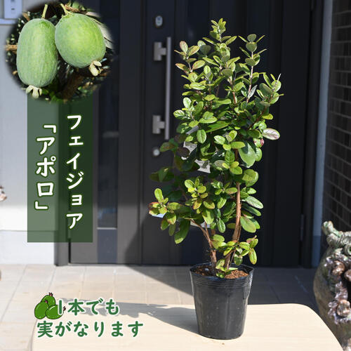 楽天市場】フェイジョア 苗木 アポロ 別名パイナップルグアバ : 園芸