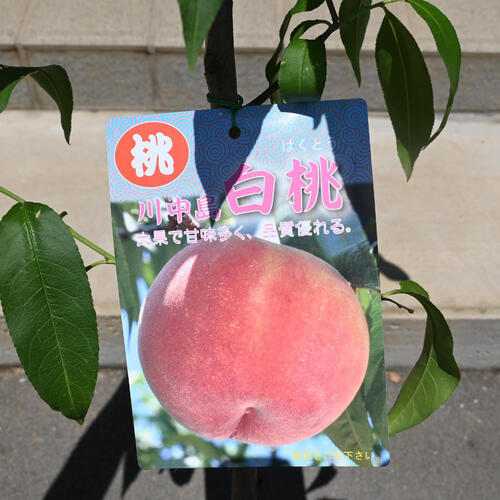 楽天市場】果樹 川中島 白桃 苗木 モモ : 園芸百貨店何でも揃うこぼんさい