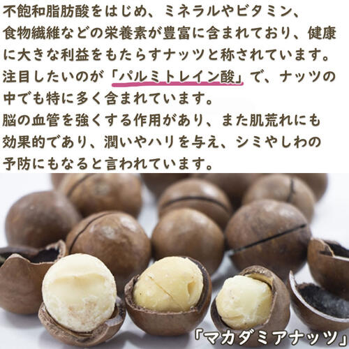 楽天市場】入荷2026年希少 マカダミアナッツ クーパー 苗木 マカダミア