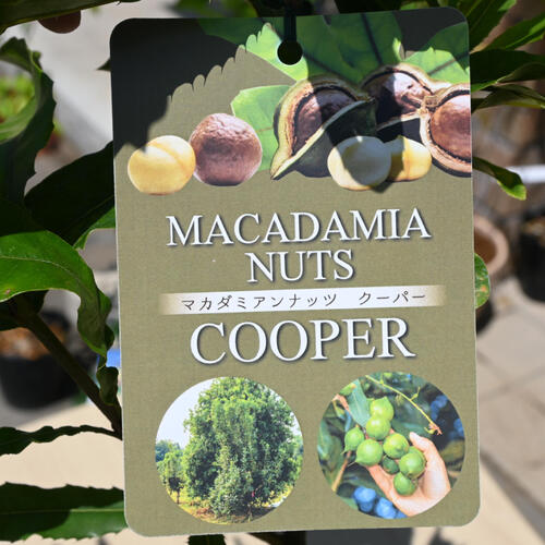 楽天市場】入荷2026年希少 マカダミアナッツ クーパー 苗木 マカダミア