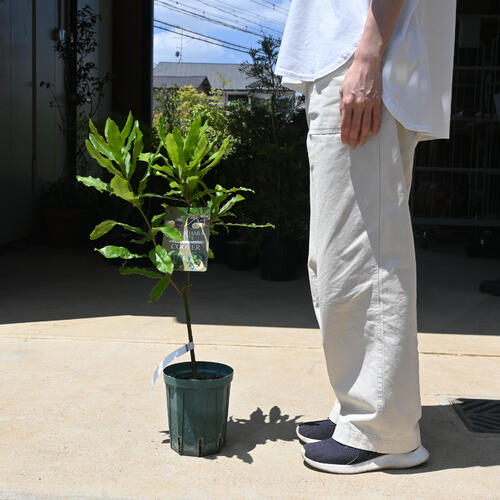 楽天市場】入荷2026年希少 マカダミアナッツ クーパー 苗木 マカダミア