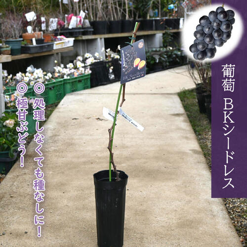 楽天市場】2026年NEW ブドウ BKシードレス 苗木 種なしぶどう 葡萄 2
