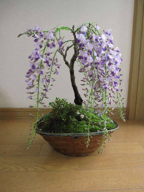 楽天市場】母の日のプレゼント鉢花藤盆栽 2026年5月に開花の藤盆栽のお