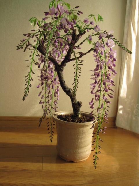 楽天市場】藤のお花を楽しむフジ盆栽ギフト藤盆栽2026年4月〜5月に開花