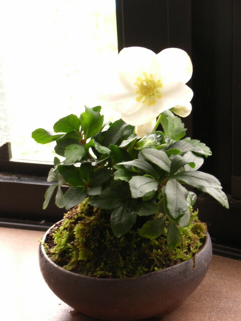 楽天市場】クリスマスローズ2026年花芽確認1月から2月頃開花の