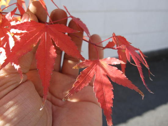 楽天市場】5年物自宅のお縄に紅葉といえばイロハモミジ大きい苗もみじ