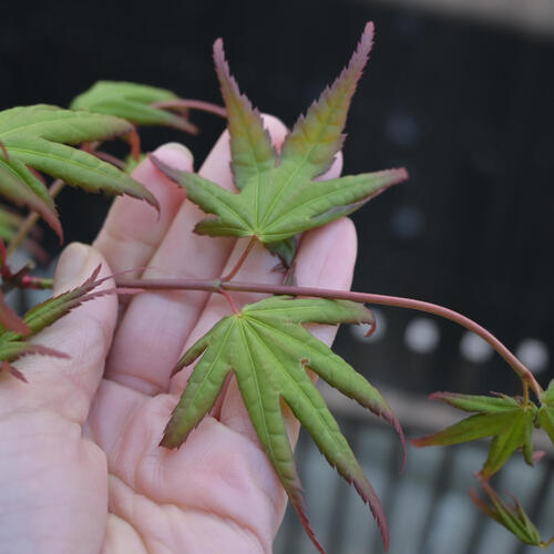 楽天市場】お誕生日の贈り物に 2024年NEW ヤマモミジ 鉢植え 山紅葉