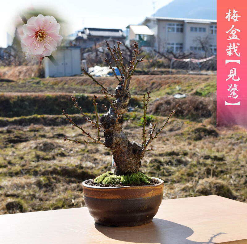 楽天市場】本格梅盆栽 見驚花梅 八重咲きピンク 2021年花芽有 : 園芸