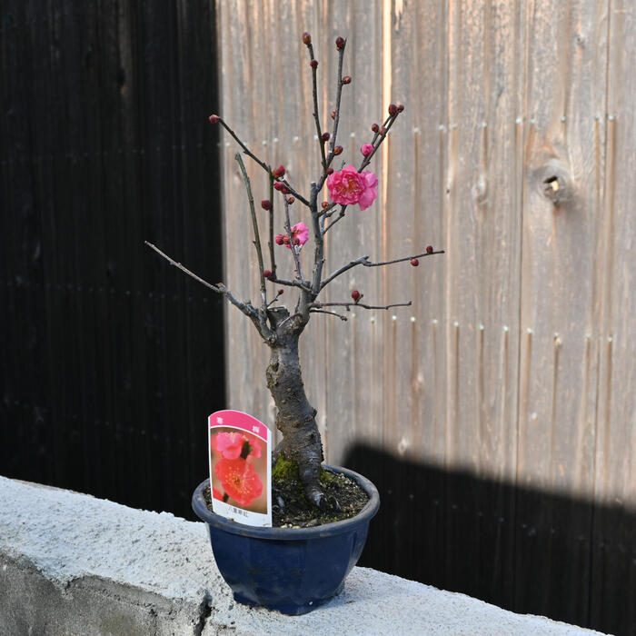 楽天市場】香りを楽しむ梅2026年2月頃から3月に開花梅 寒梅 八重寒紅